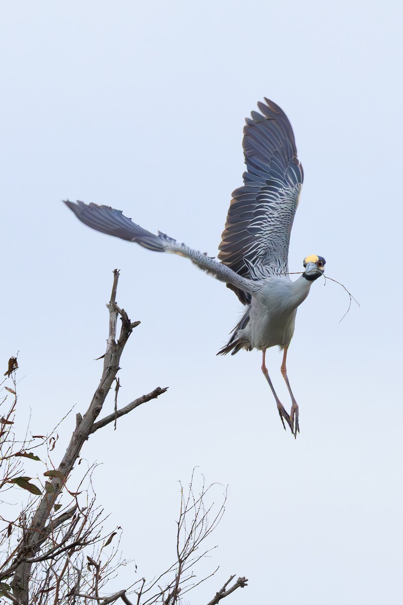 Yellow-crowned Night Heron - ML634842179
