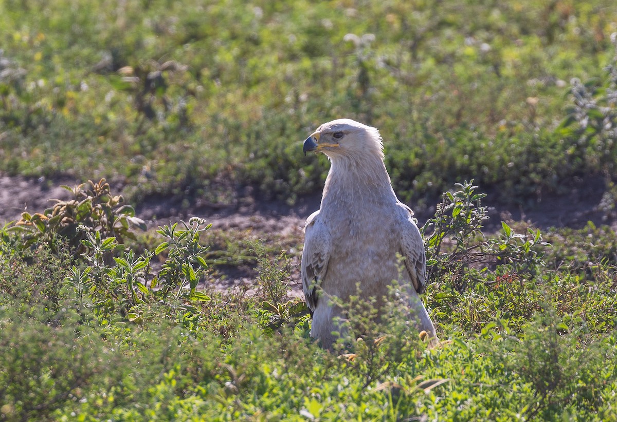 Tawny Eagle - ML634842184