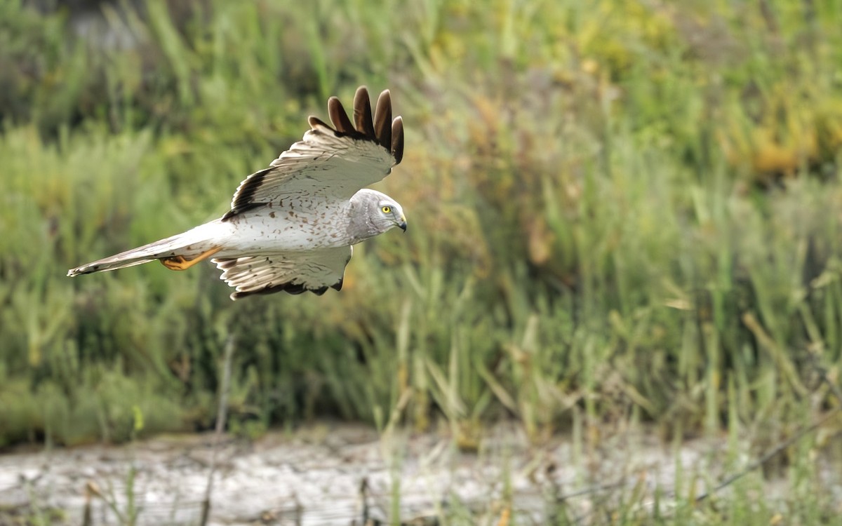 Northern Harrier - ML634842185