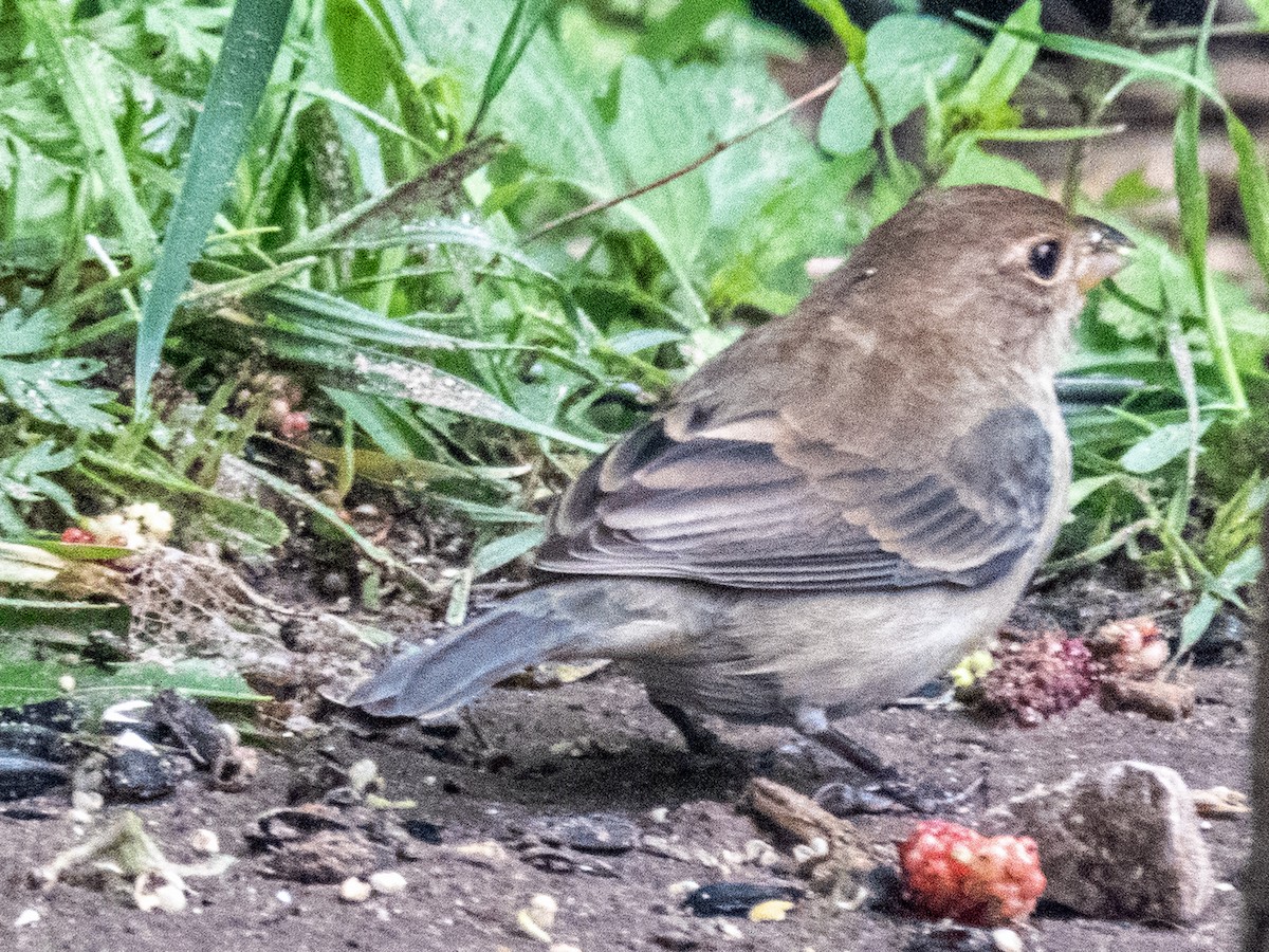 Lazuli-/Indigofink - ML634842186