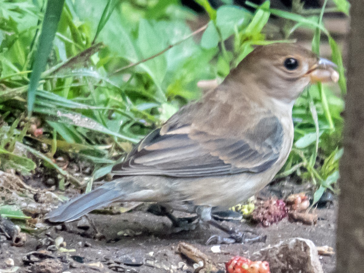 Lazuli-/Indigofink - ML634842192