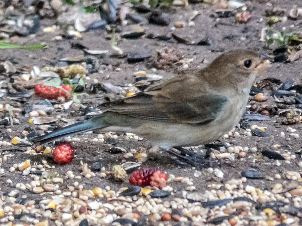 Lazuli-/Indigofink - ML634842194