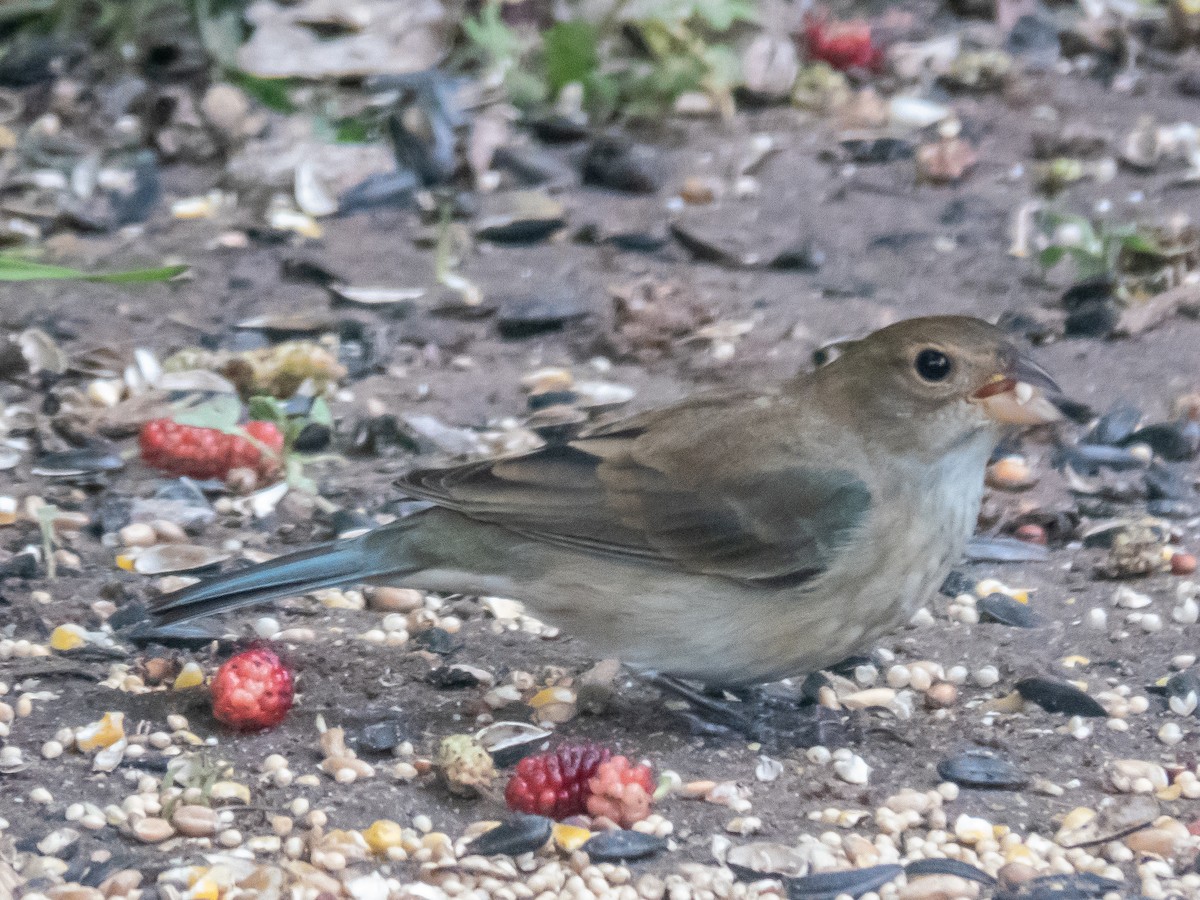 Lazuli-/Indigofink - ML634842197