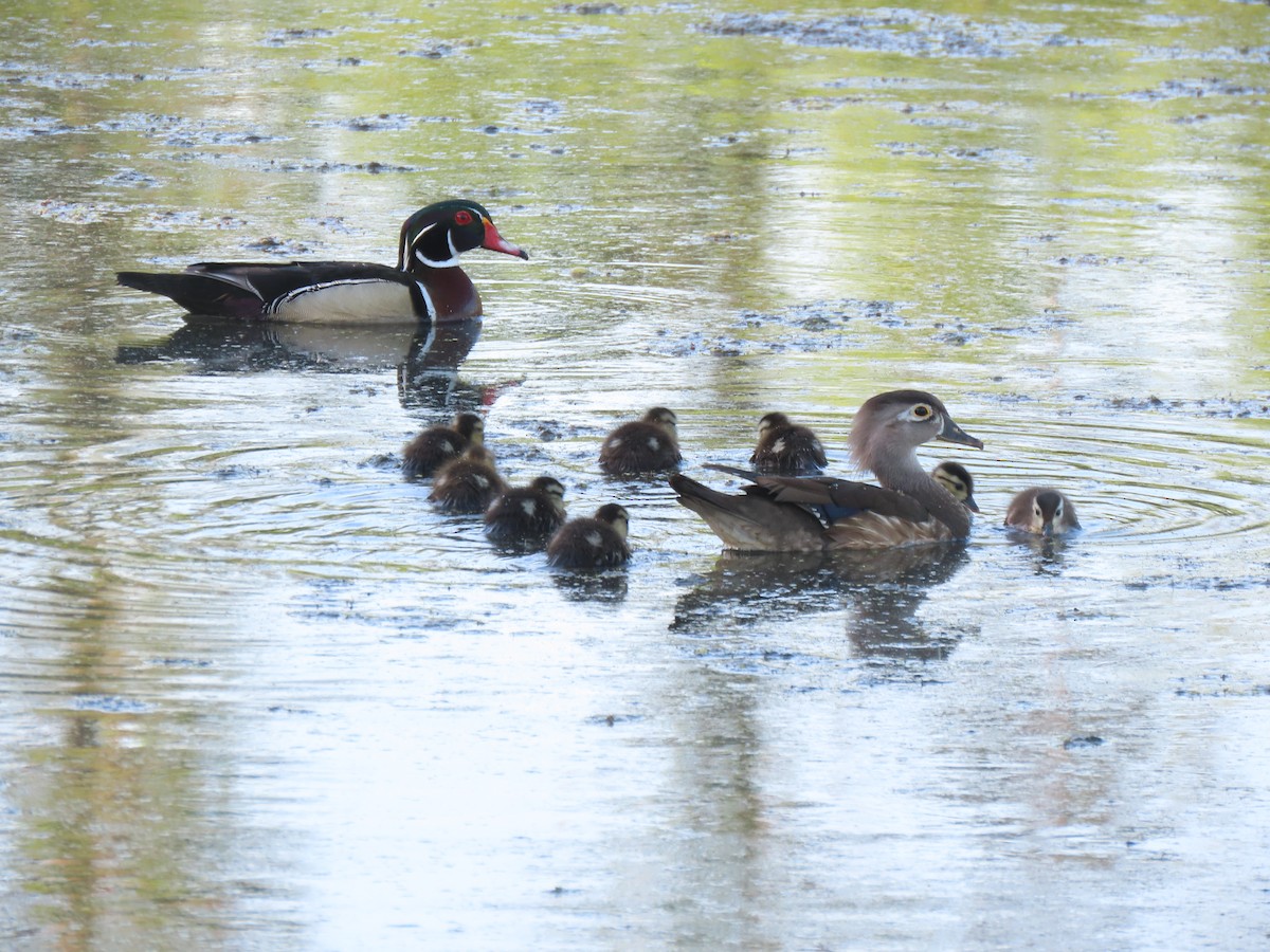Wood Duck - ML634842337