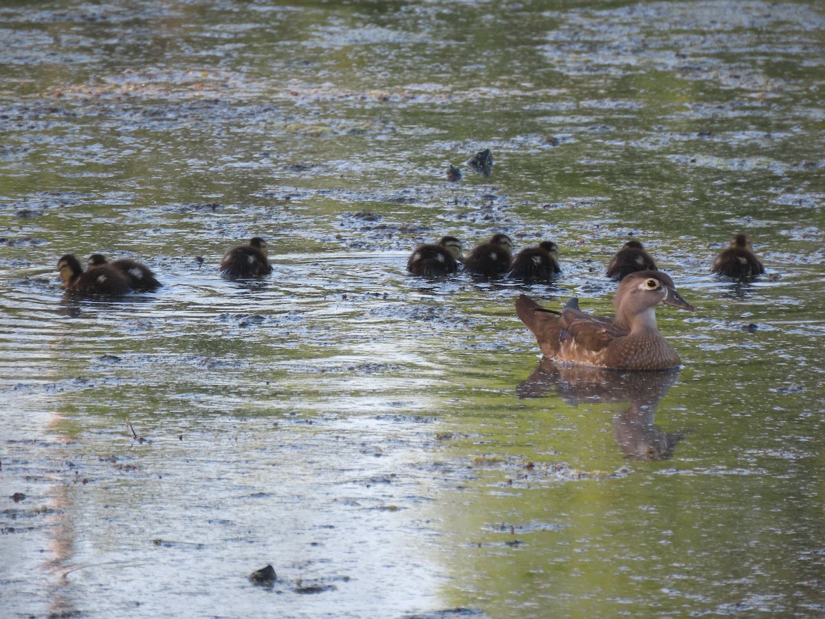 Wood Duck - ML634842338