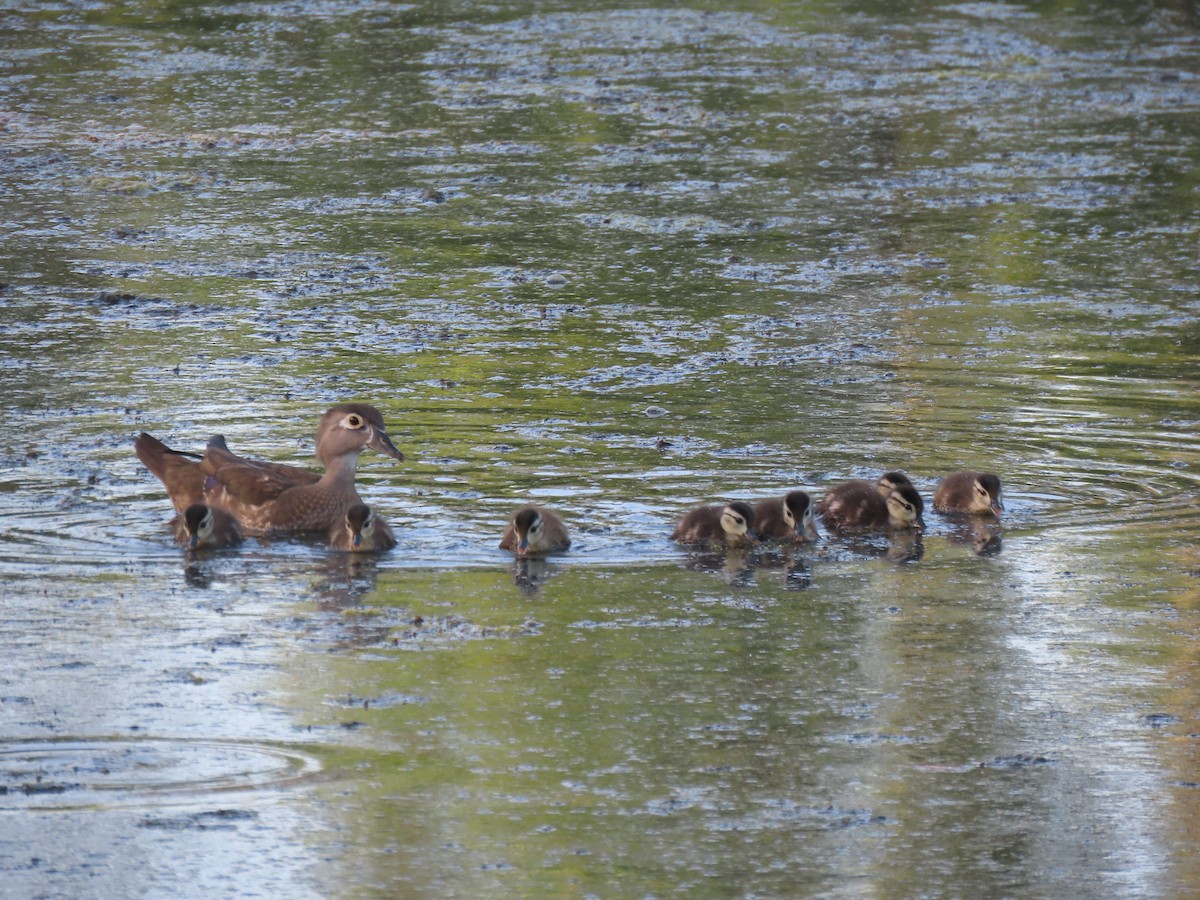 Wood Duck - ML634842339