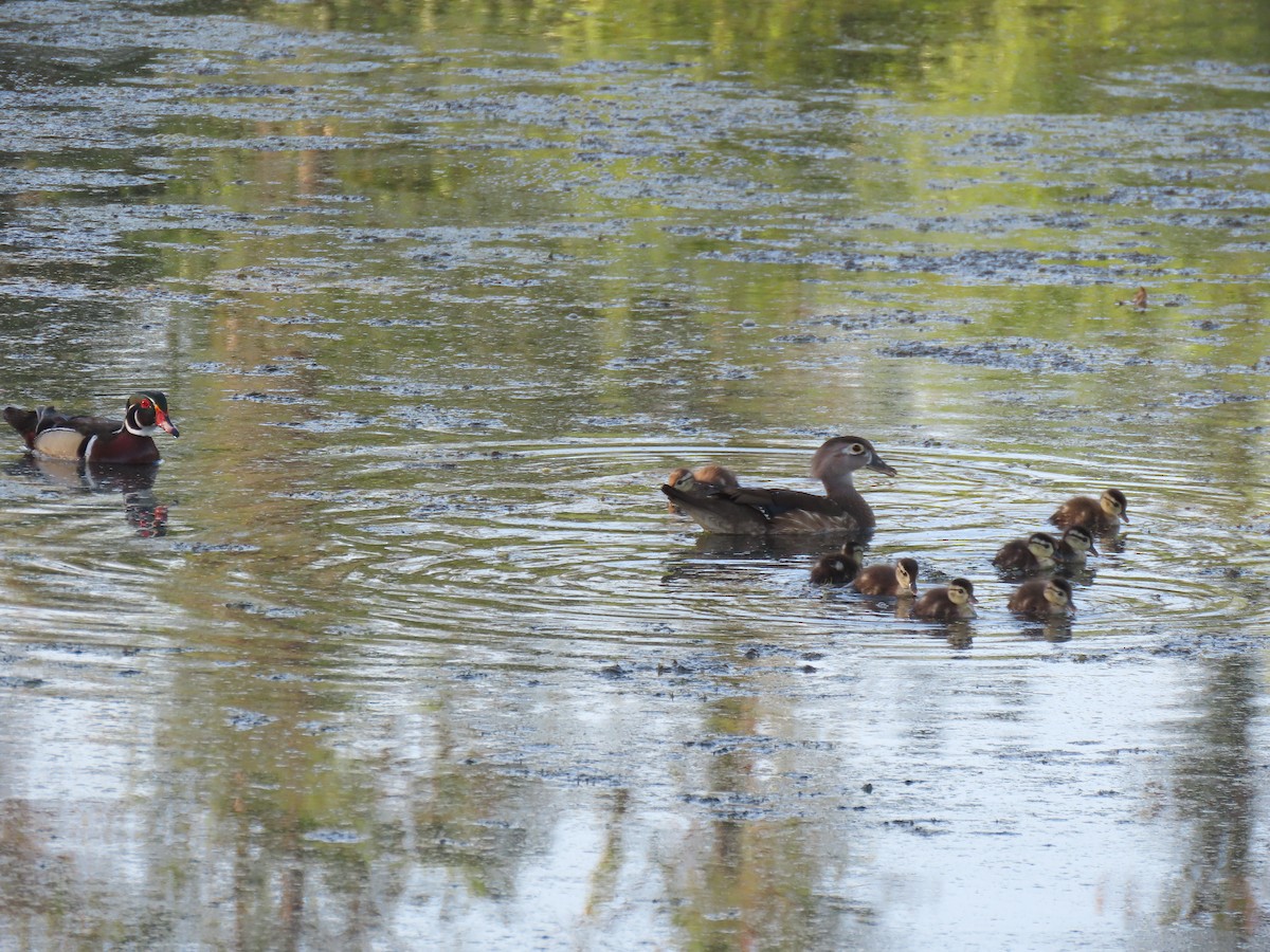 Wood Duck - ML634842340