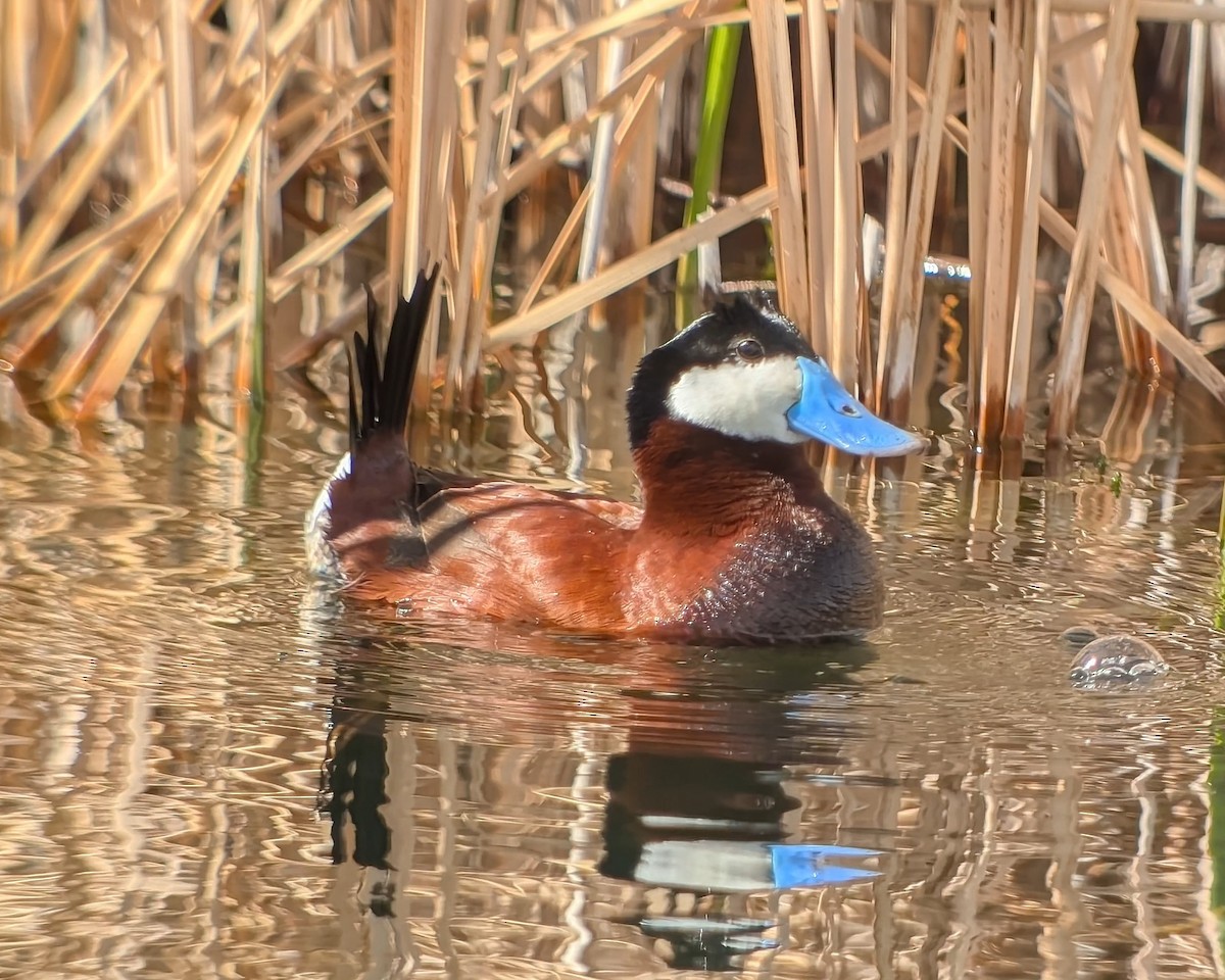 Ruddy Duck - ML634842447