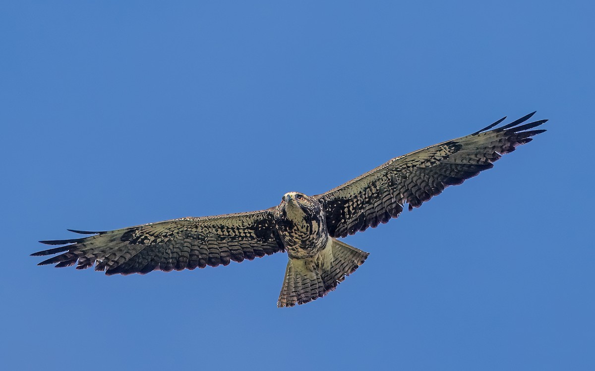 Swainson's Hawk - ML634842459