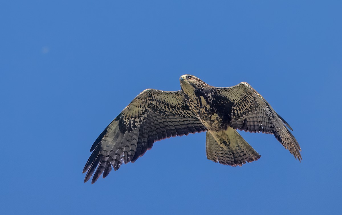 Swainson's Hawk - ML634842460