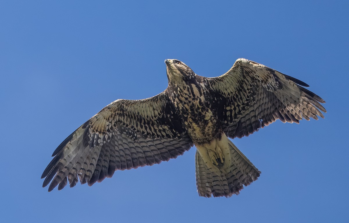 Swainson's Hawk - ML634842462
