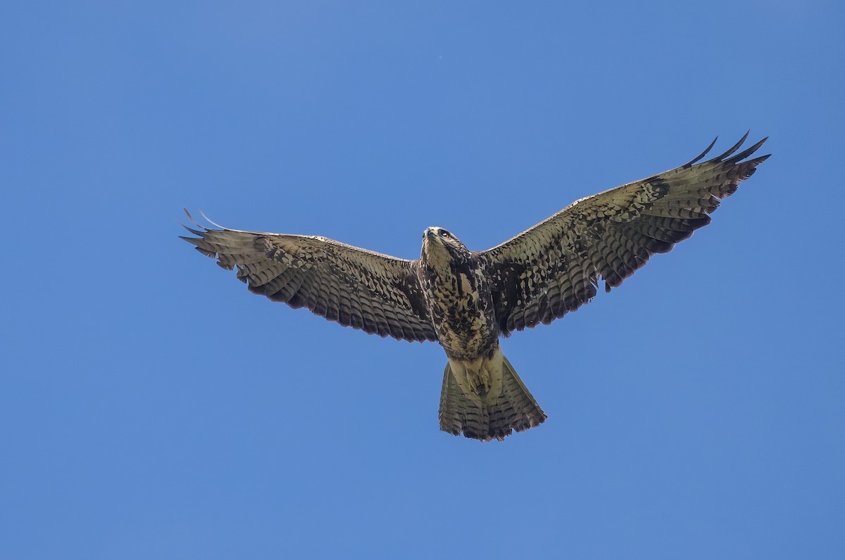 Swainson's Hawk - ML634842463