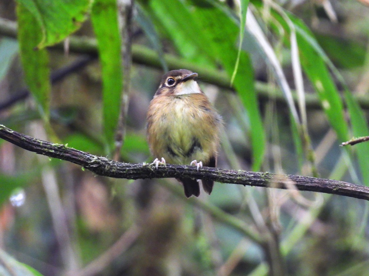White-throated Spadebill - ML634842675