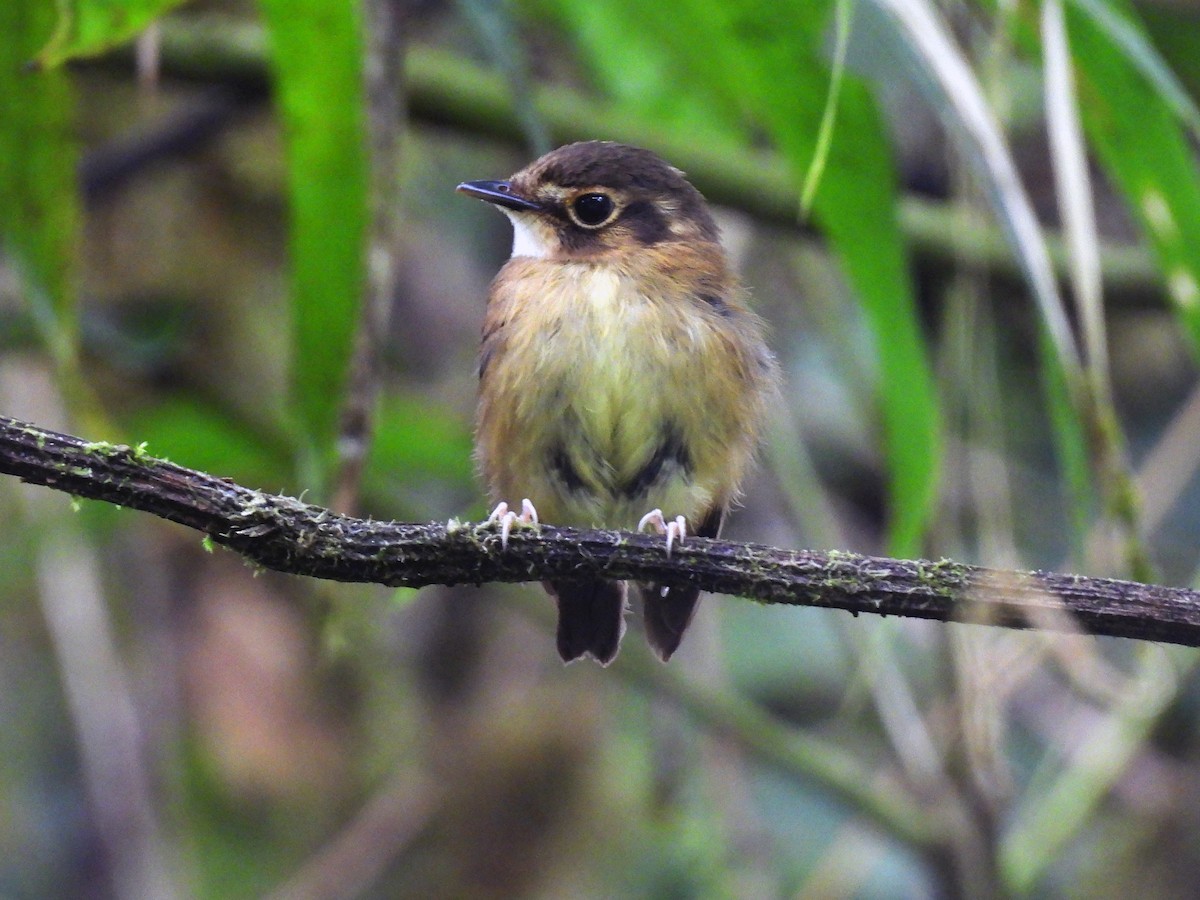White-throated Spadebill - ML634842685