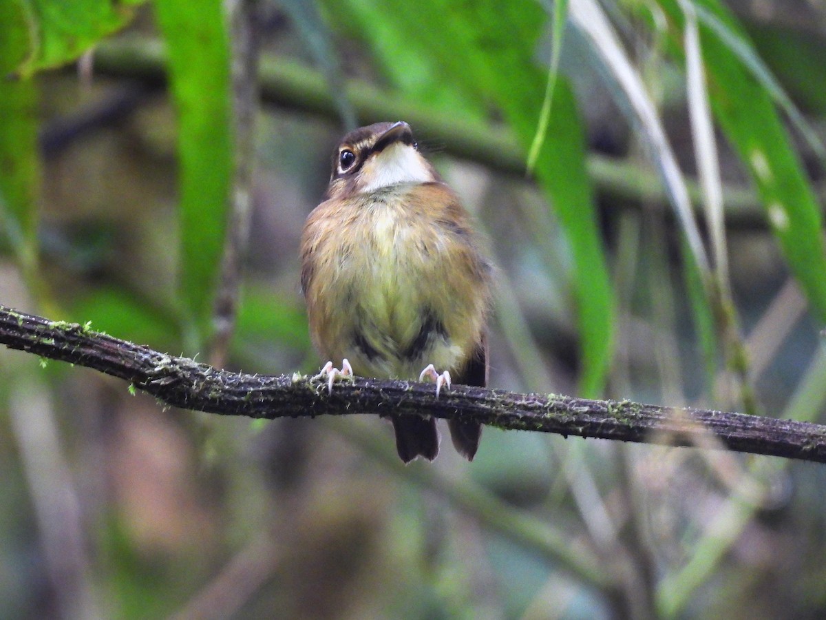 White-throated Spadebill - ML634842686