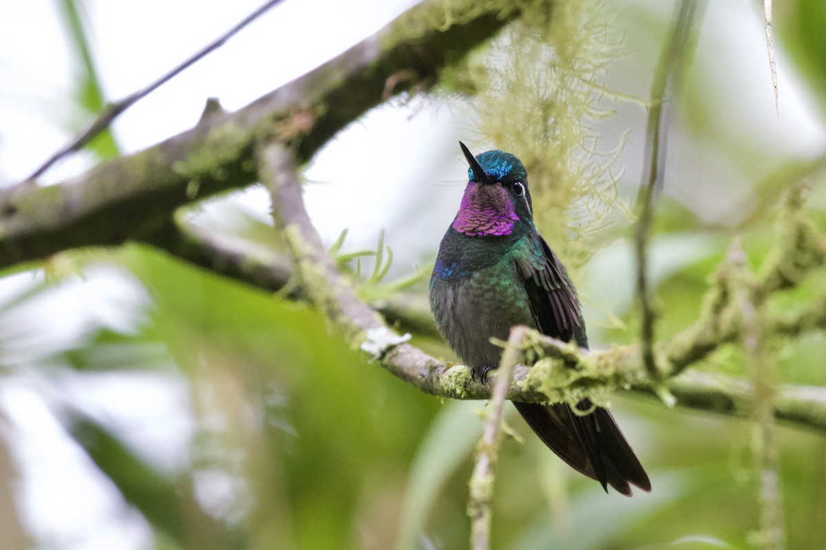 Purple-throated Mountain-gem - ML634842693
