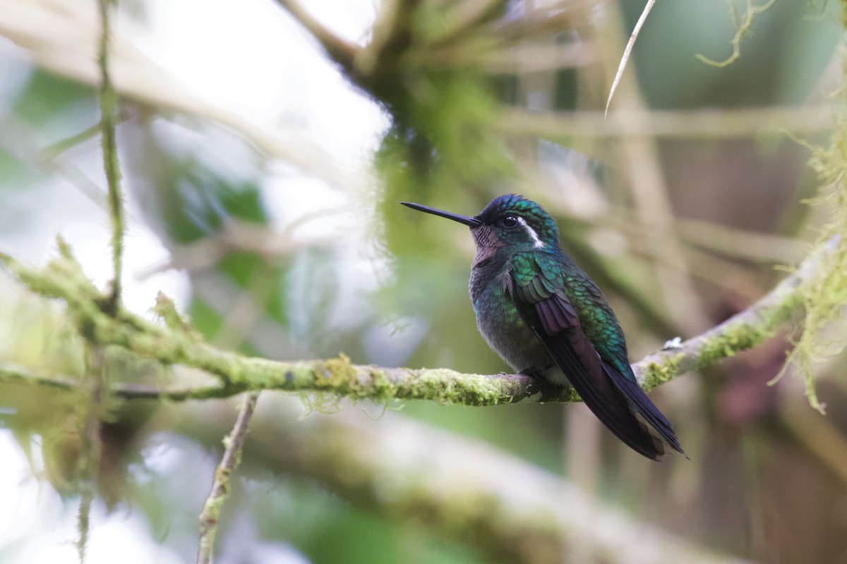 Purple-throated Mountain-gem - ML634842694