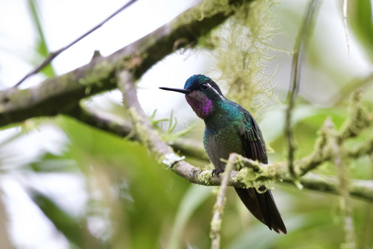 Purple-throated Mountain-gem - ML634842696