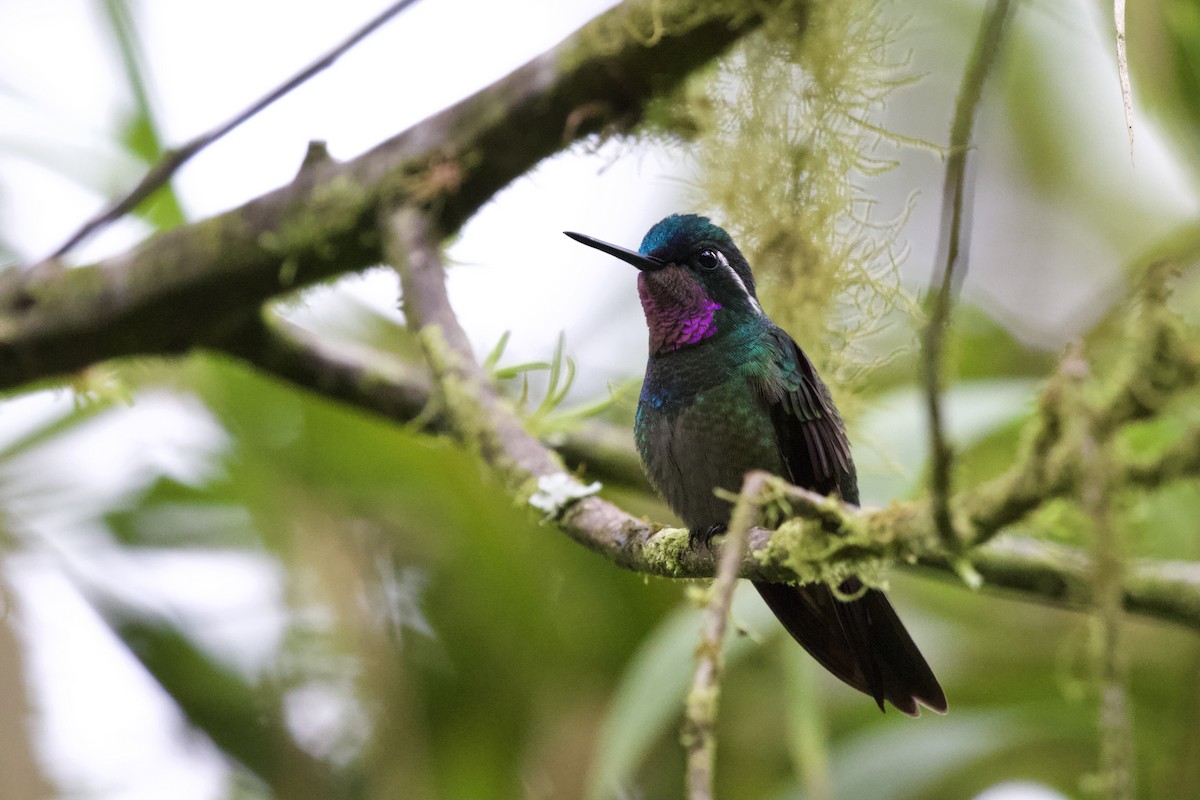 Purple-throated Mountain-gem - ML634842697