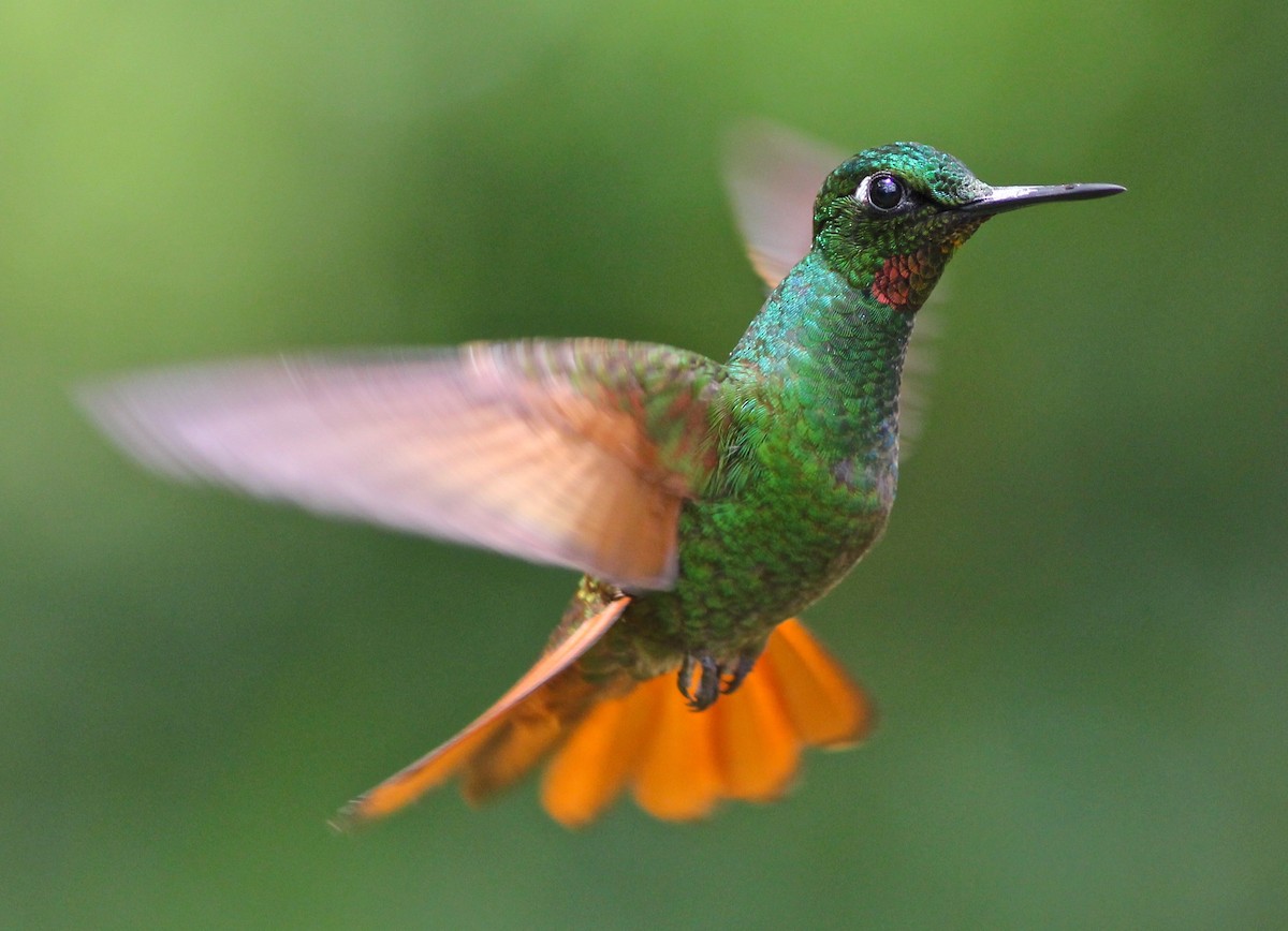 Colibrí Colirrojo - ML63484271