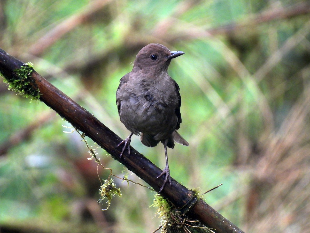Mountain Thrush - ML634842736