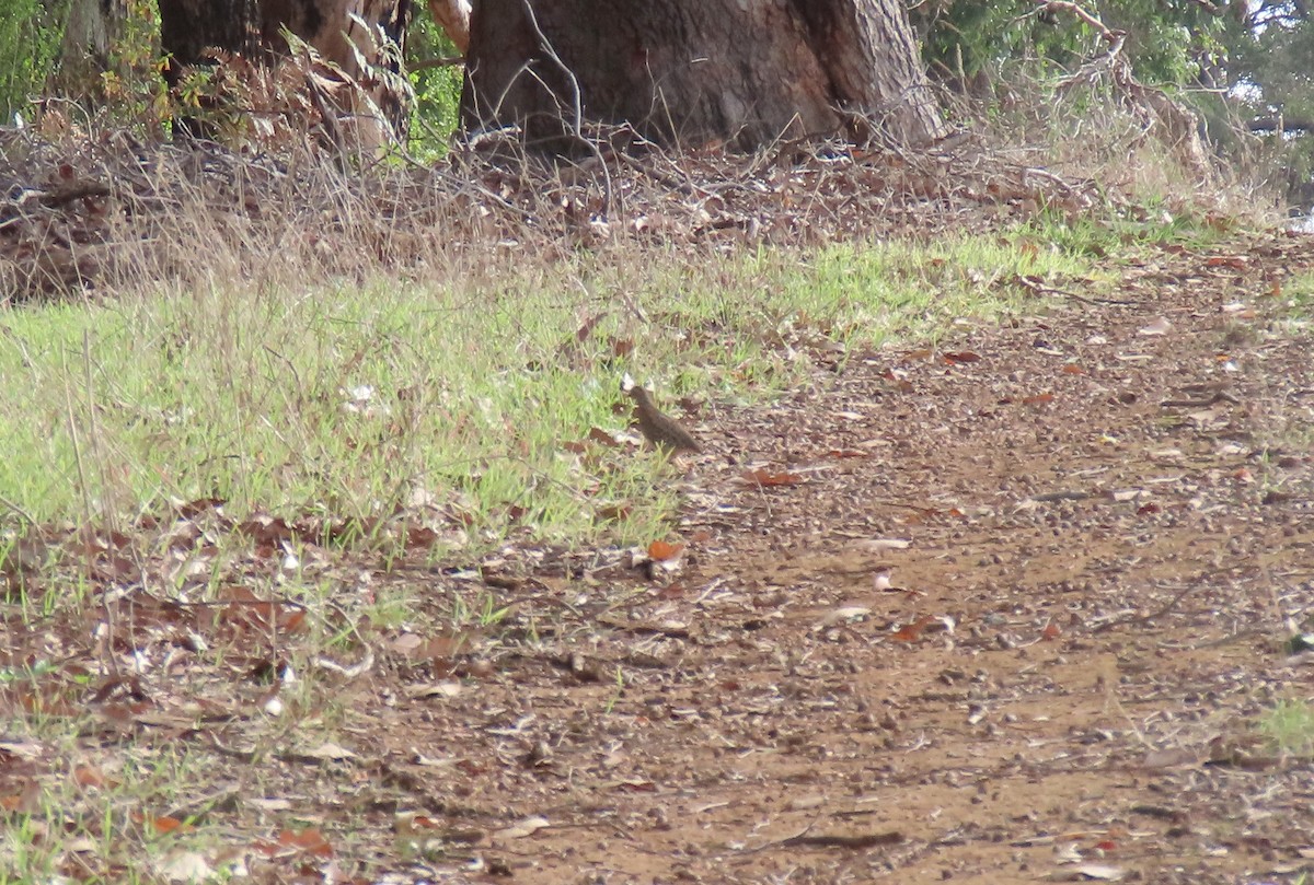 Painted Buttonquail - ML634842861