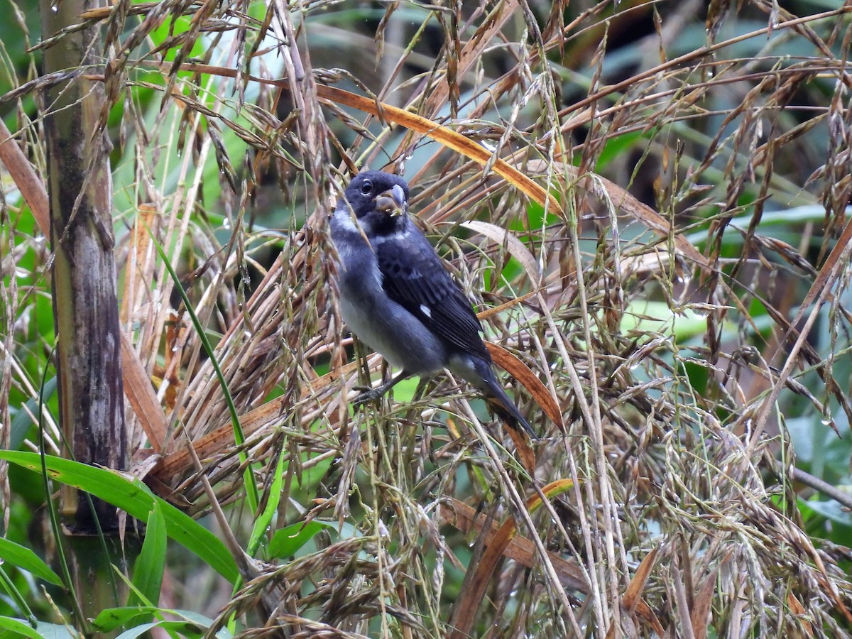 Slate-colored Seedeater - ML634842899
