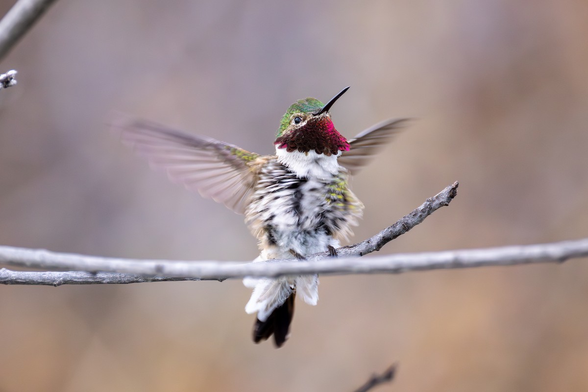 Broad-tailed Hummingbird - ML634842901