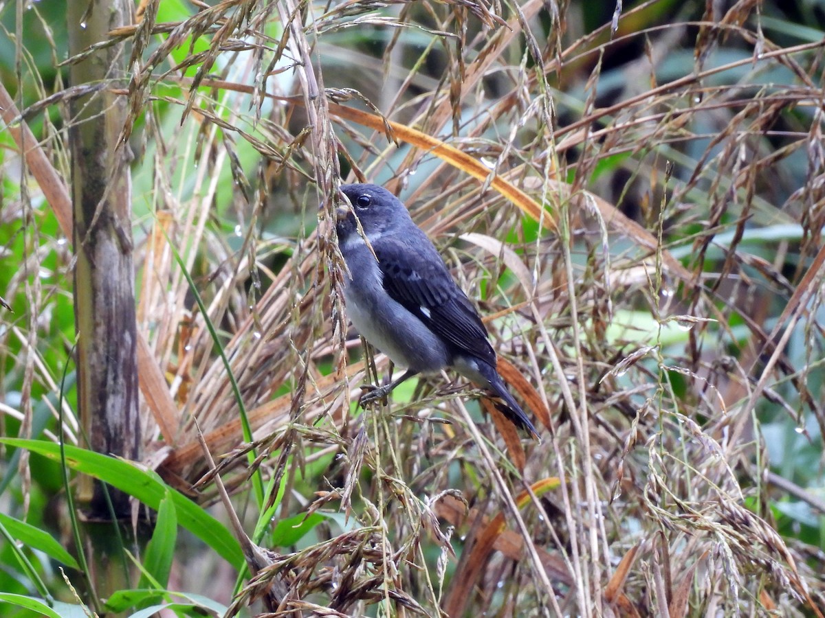 Slate-colored Seedeater - ML634842903