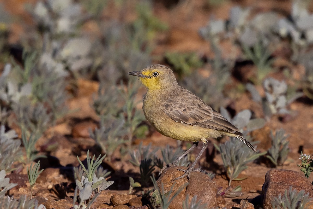 Gibberbird - ML634843006