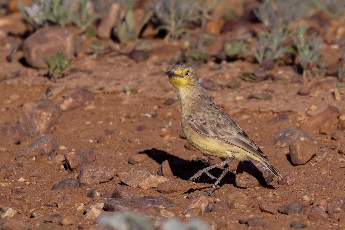 Gibberbird - ML634843007