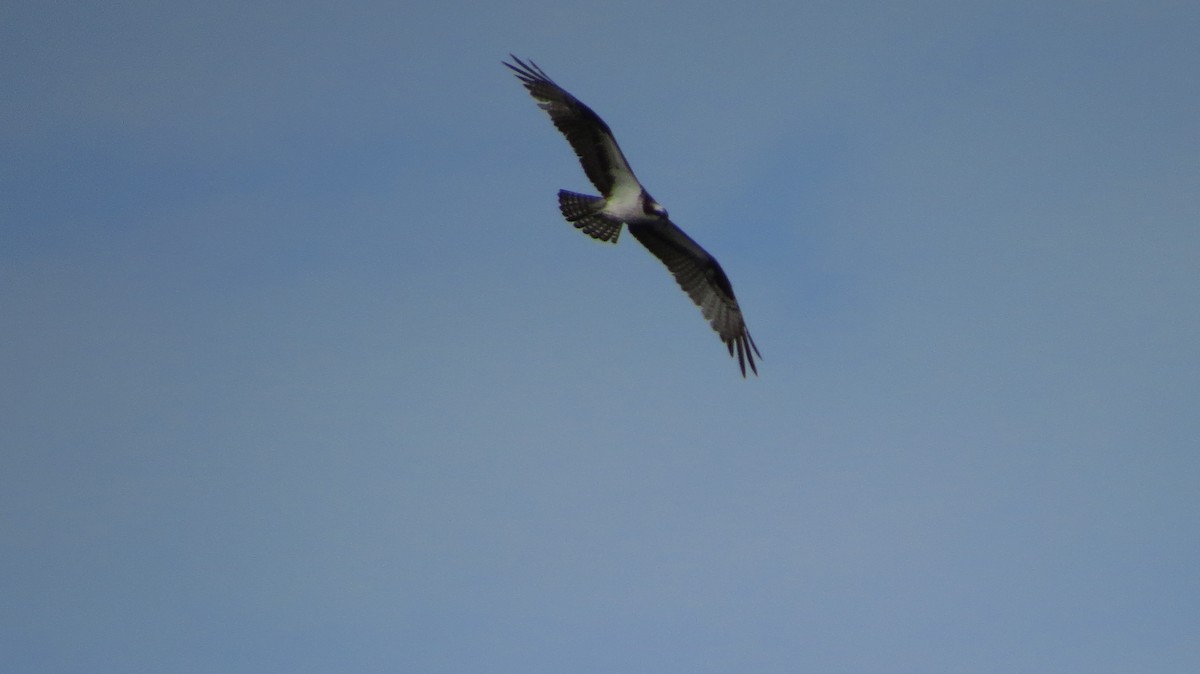 Osprey - David and Regan Goodyear