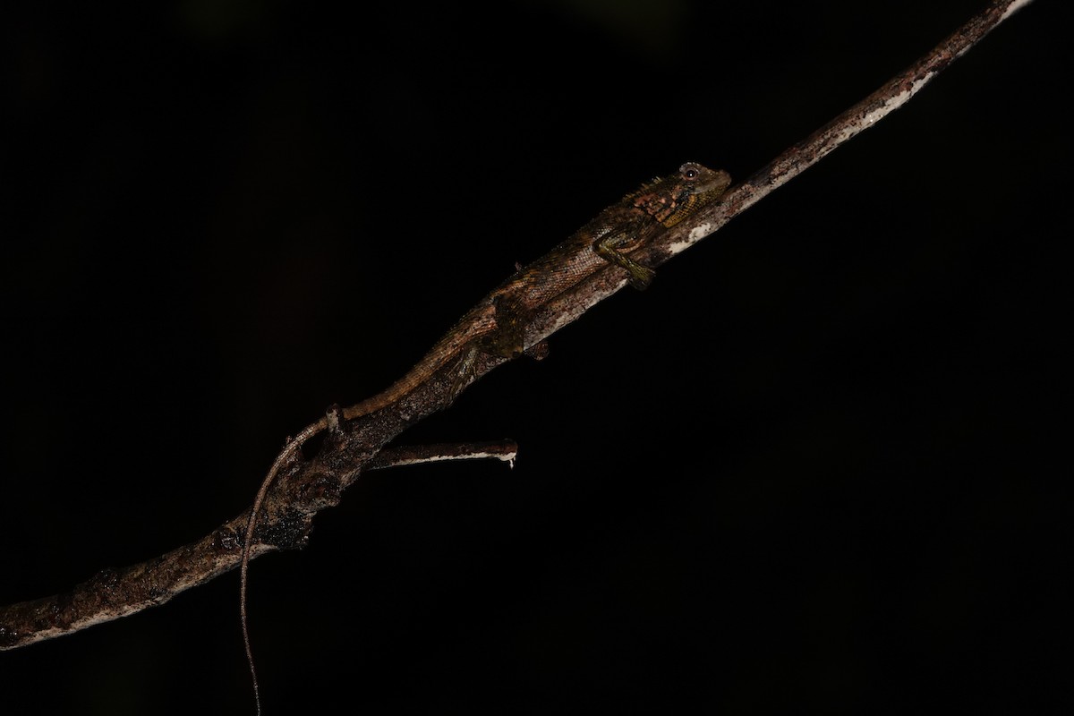 Blue-lipped Tree Lizard - ML634843024