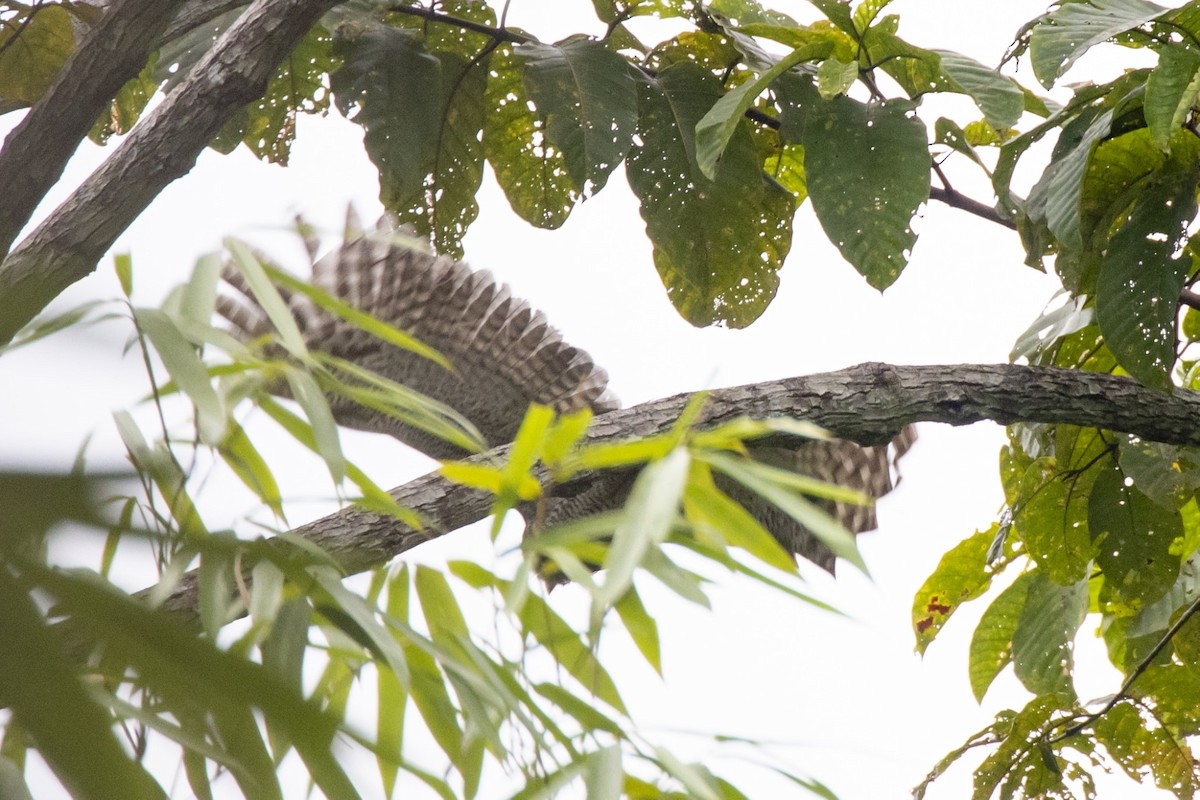 Barred Eagle-Owl - ML634843079