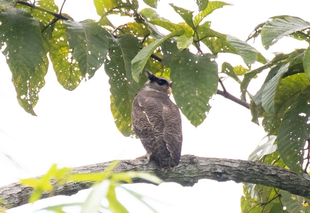 Barred Eagle-Owl - ML634843080