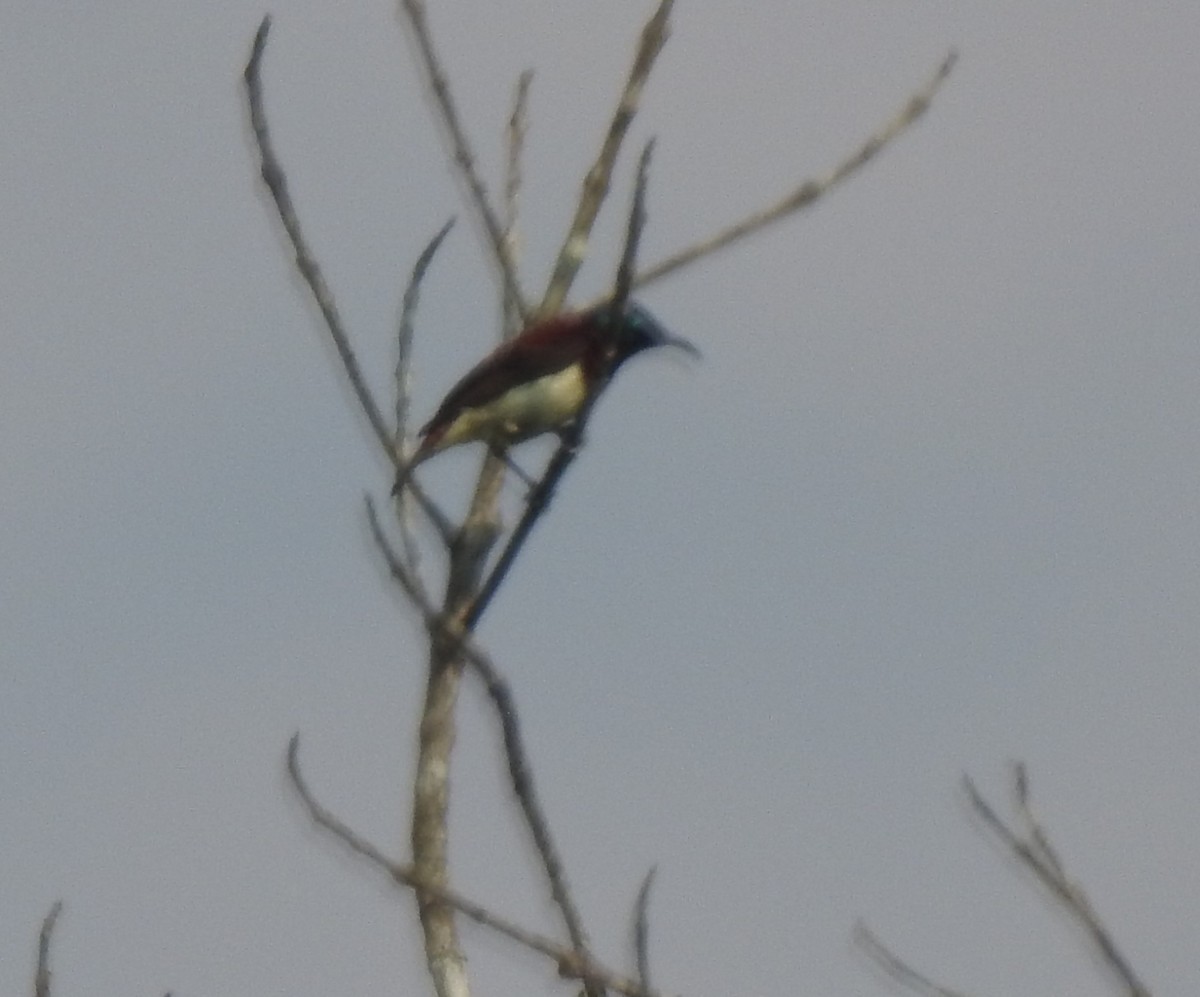 Crimson-backed Sunbird - ML634843123
