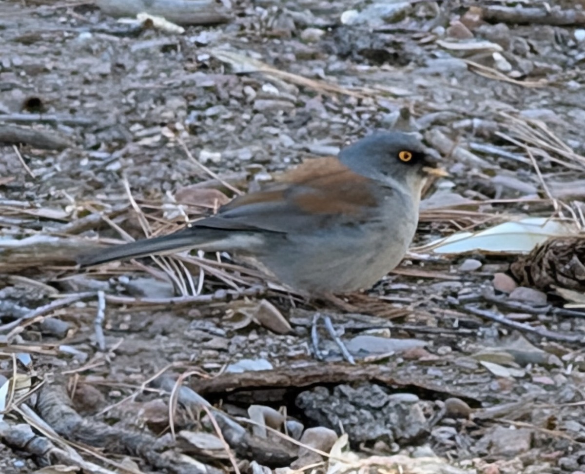 メキシコユキヒメドリ - ML634843162