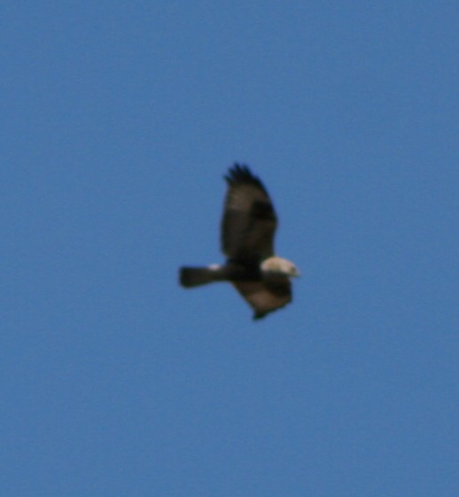 Rough-legged Hawk - ML63484321