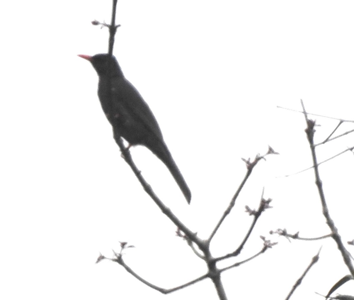 Square-tailed Bulbul - ML634843278