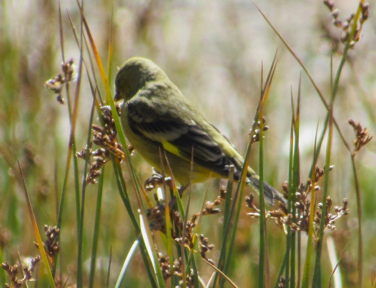 Yellow-rumped Siskin - ML634843358
