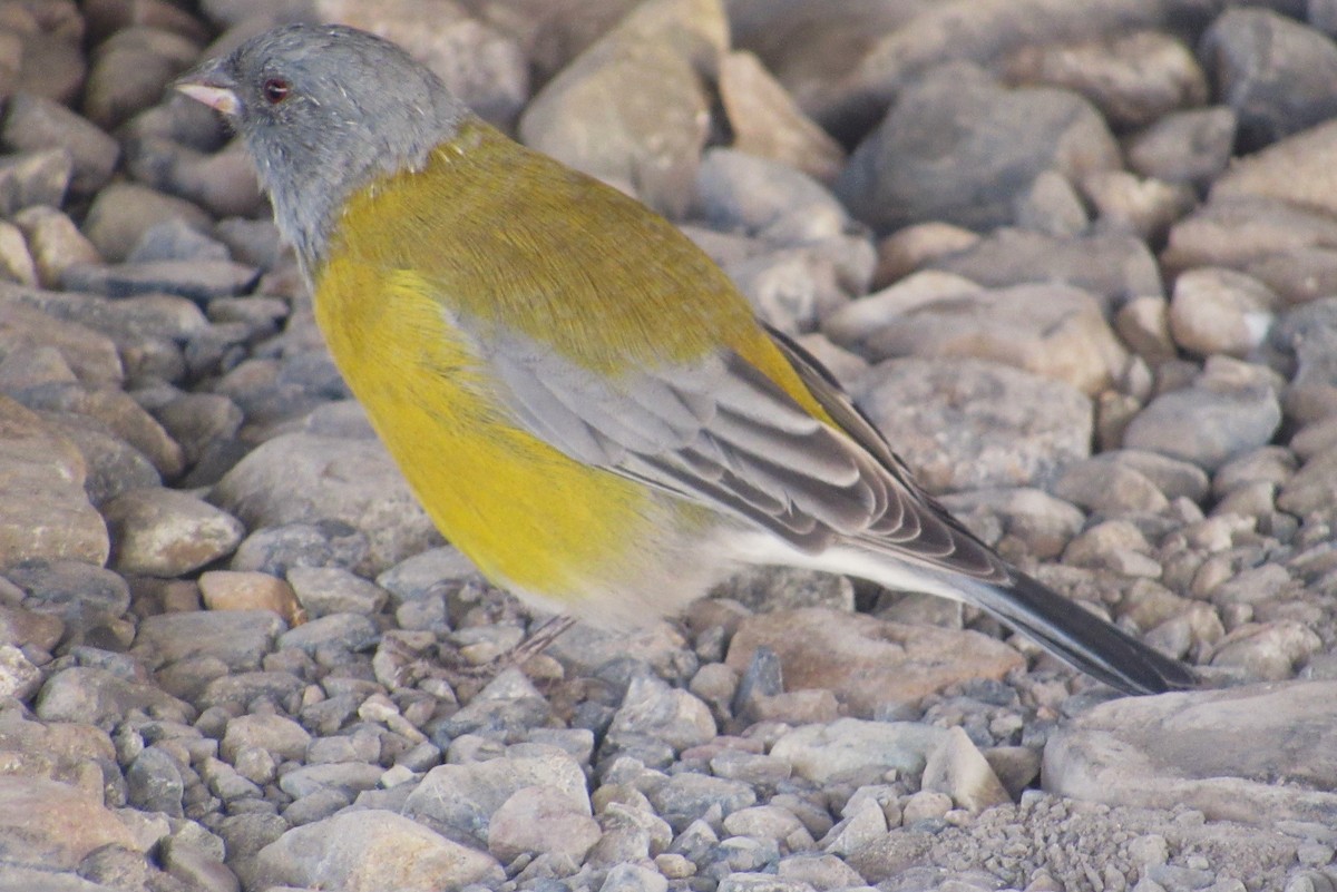 Gray-hooded Sierra Finch - ML634843376