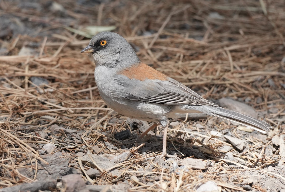 メキシコユキヒメドリ - ML634843473