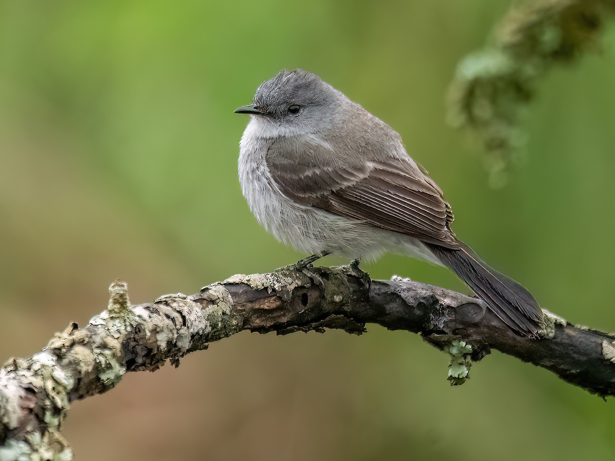Sooty Tyrannulet - Serpophaga nigricans - Birds of the World