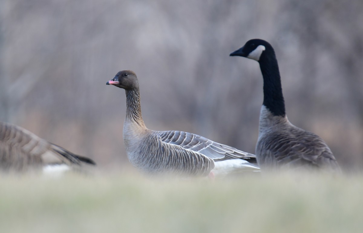 Pink-footed Goose - ML634843895