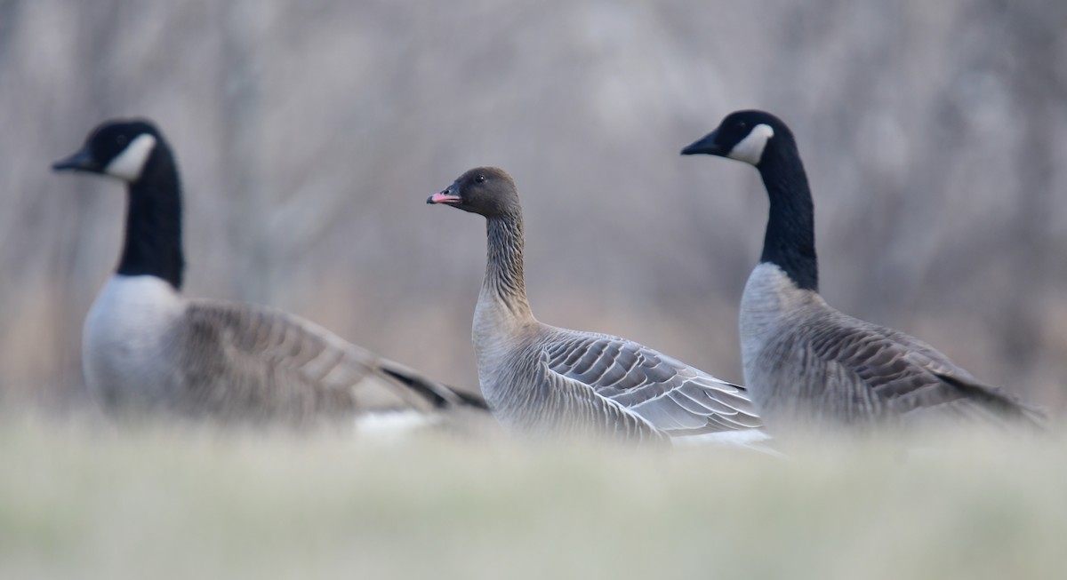 Pink-footed Goose - ML634843898