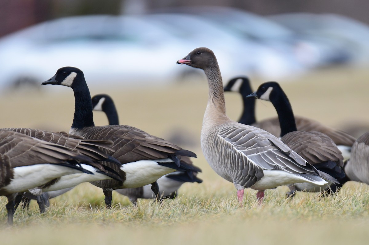 Pink-footed Goose - ML634843900