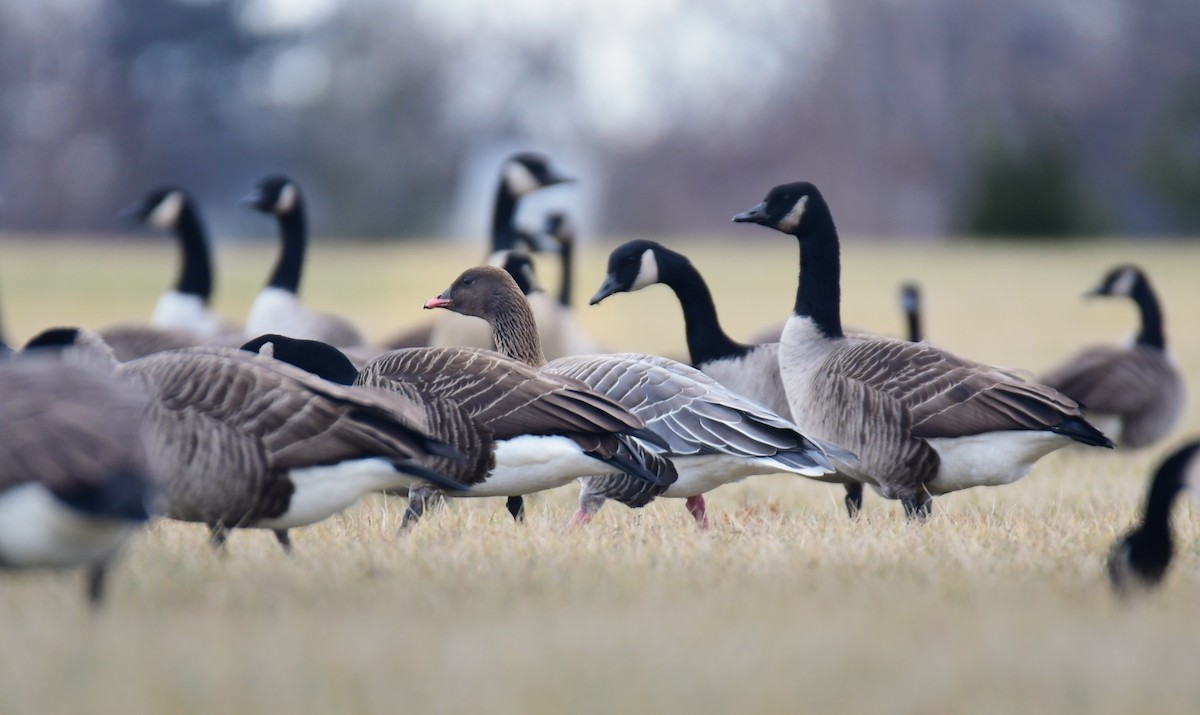 Pink-footed Goose - ML634843901