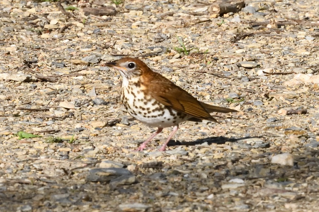 Wood Thrush - ML634843933