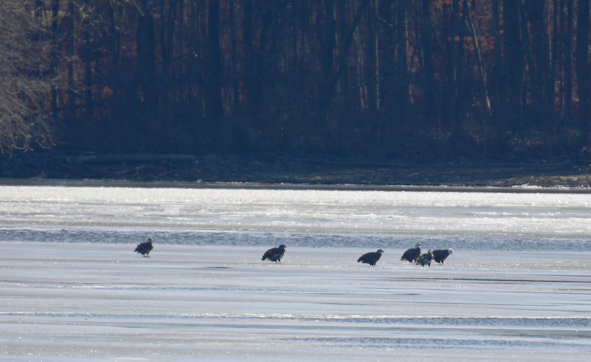 Bald Eagle - ML634843981