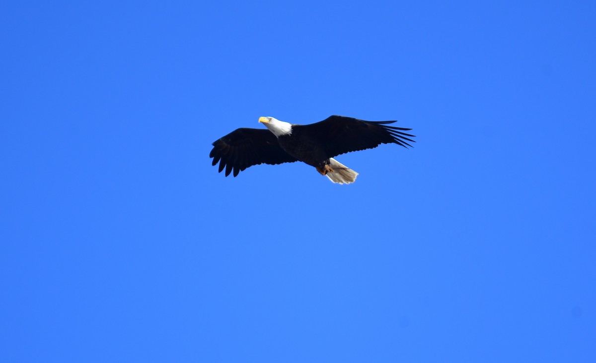 Bald Eagle - ML634843982